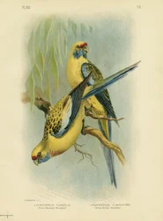 イエローランプインコまたはイエローロゼラ、1891